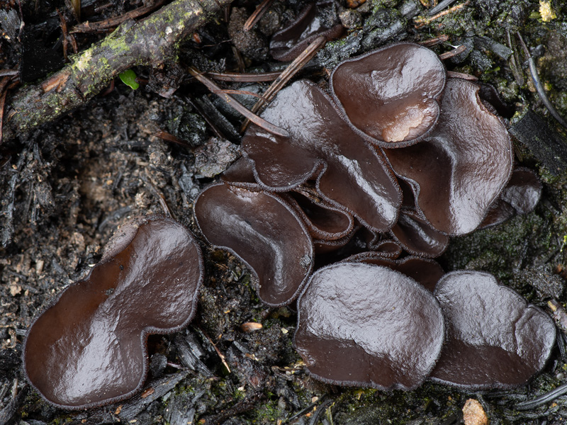 Plicaria trachycarpa